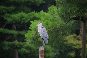 Grey Heron Kenrokuen Unknown Date