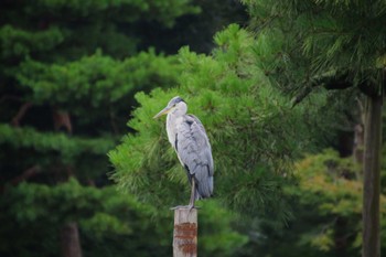 アオサギ 兼六園 撮影日未設定