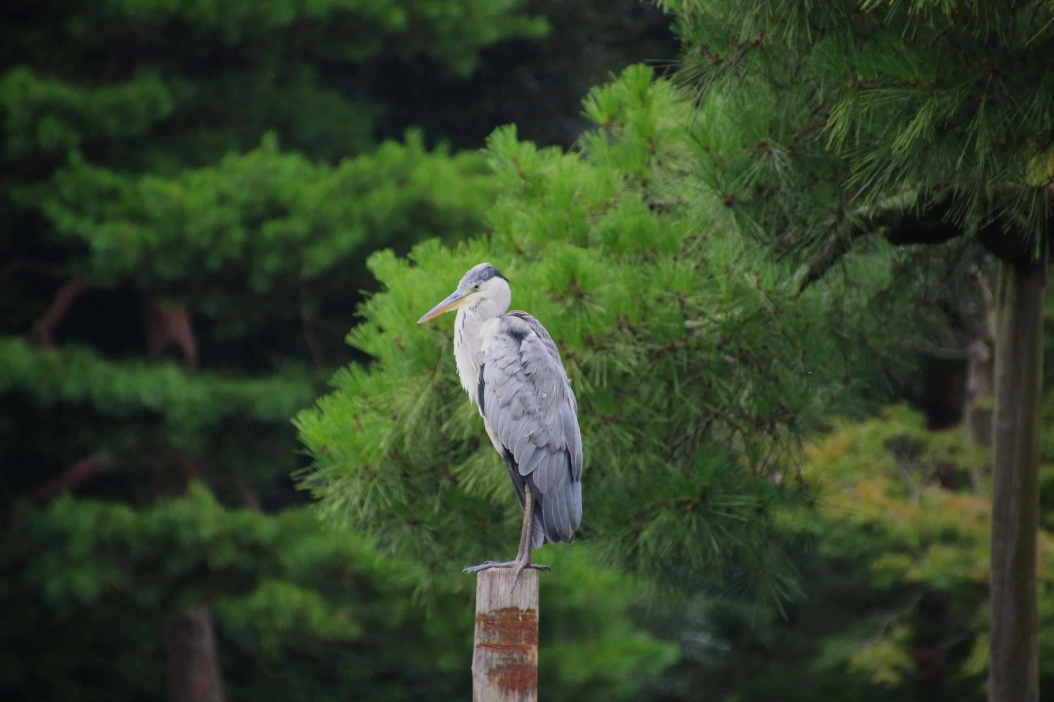 Photo of Grey Heron at Kenrokuen by momonga2021