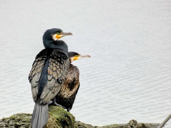 カワウ 多摩川 2022年3月21日(月)