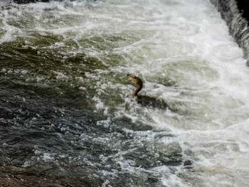 Great Cormorant 自宅 Thu, 3/31/2022