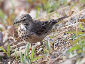 Water Pipit 狭山湖堤防 Sun, 3/27/2022