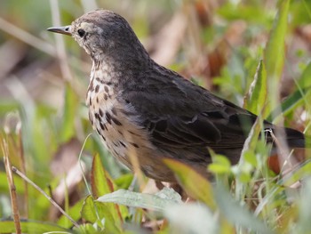 Water Pipit 狭山湖堤防 Sun, 3/27/2022