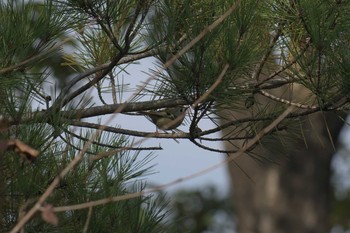 キクイタダキ 三重県上野森林公園 2017年11月5日(日)