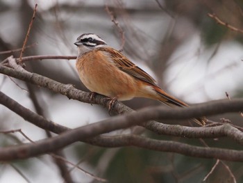 Meadow Bunting 狭山湖堤防 Sun, 3/27/2022