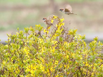 Eurasian Tree Sparrow 下奥富河川敷公園 Sun, 3/27/2022