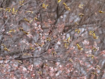 Grey-capped Greenfinch 下奥富河川敷公園 Sun, 3/27/2022