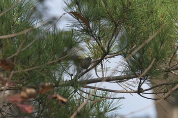 キクイタダキ 三重県上野森林公園 2017年11月5日(日)