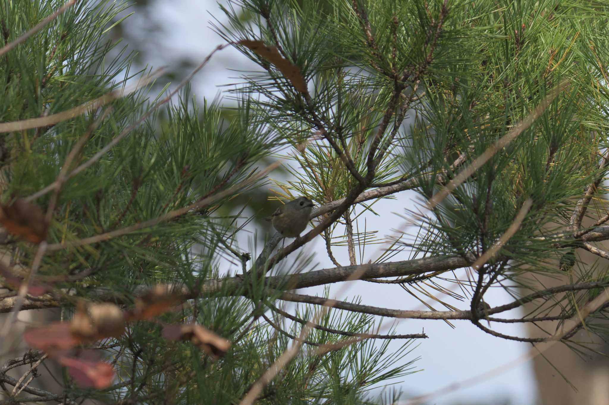 三重県上野森林公園 キクイタダキの写真