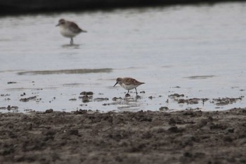 Dunlin 東よか干潟 Wed, 3/30/2022