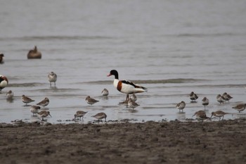 Common Shelduck 東よか干潟 Wed, 3/30/2022