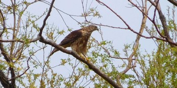 オオタカ 舎人公園 2022年3月31日(木)