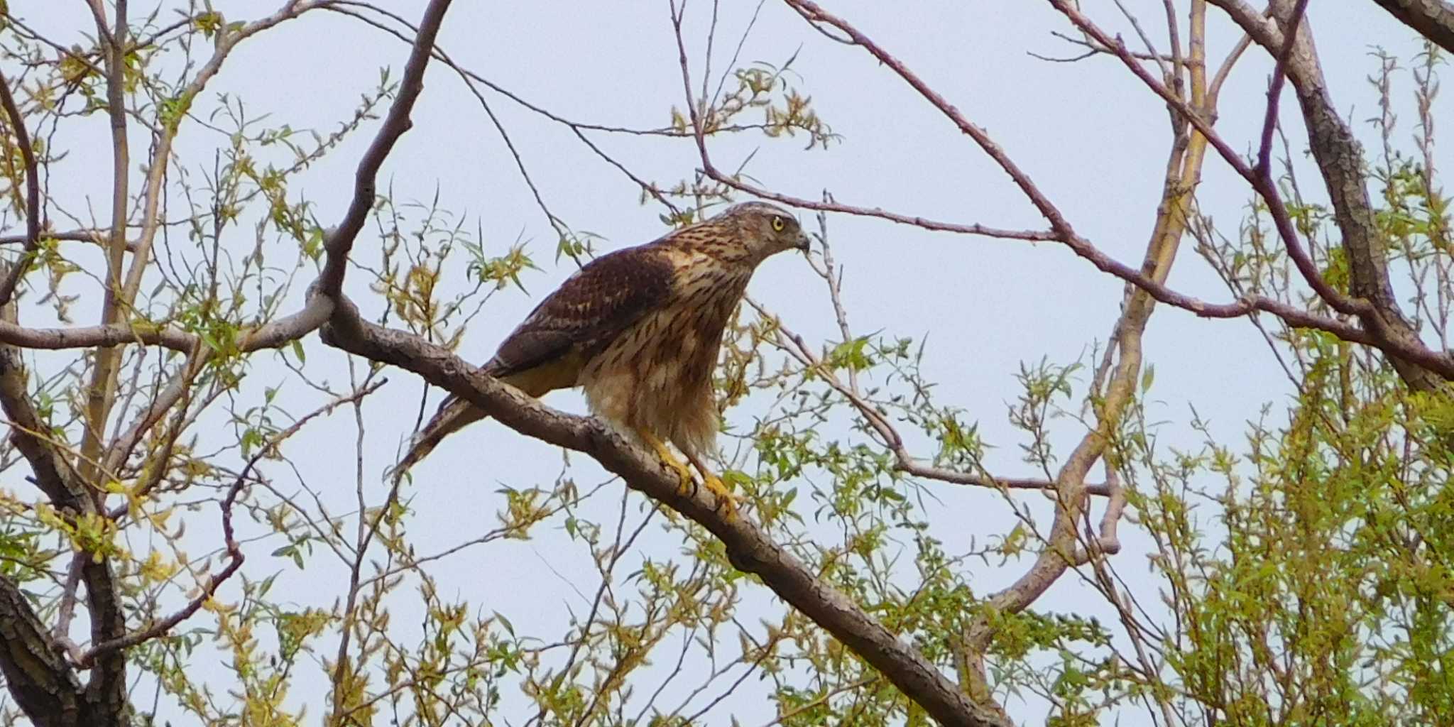 Photo of Eurasian Goshawk at Toneri Park by FUJICAZC1000