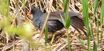 Common Moorhen Toneri Park Thu, 3/31/2022