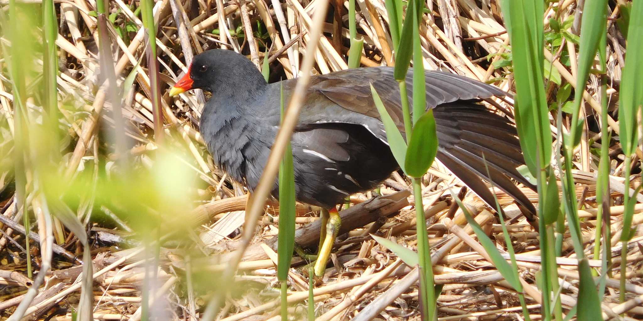 Photo of Common Moorhen at Toneri Park by FUJICAZC1000