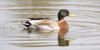 未同定 舎人公園 2022年3月31日(木)