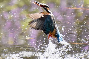 Common Kingfisher 練馬区 Thu, 3/31/2022