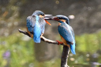 Common Kingfisher 練馬区 Thu, 3/31/2022