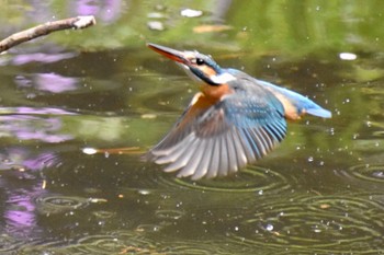 Common Kingfisher 練馬区 Thu, 3/31/2022