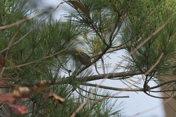 キクイタダキ 三重県上野森林公園 2017年11月5日(日)