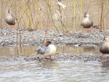 Common Merganser 福井市足羽川 Tue, 3/29/2022