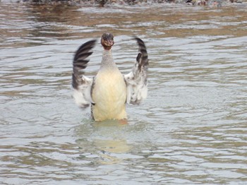 Common Merganser 福井市足羽川 Tue, 3/29/2022