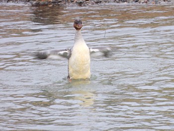 Common Merganser 福井市足羽川 Tue, 3/29/2022