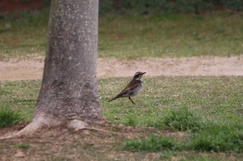 Dusky Thrush 干潟よか公園 Wed, 3/30/2022