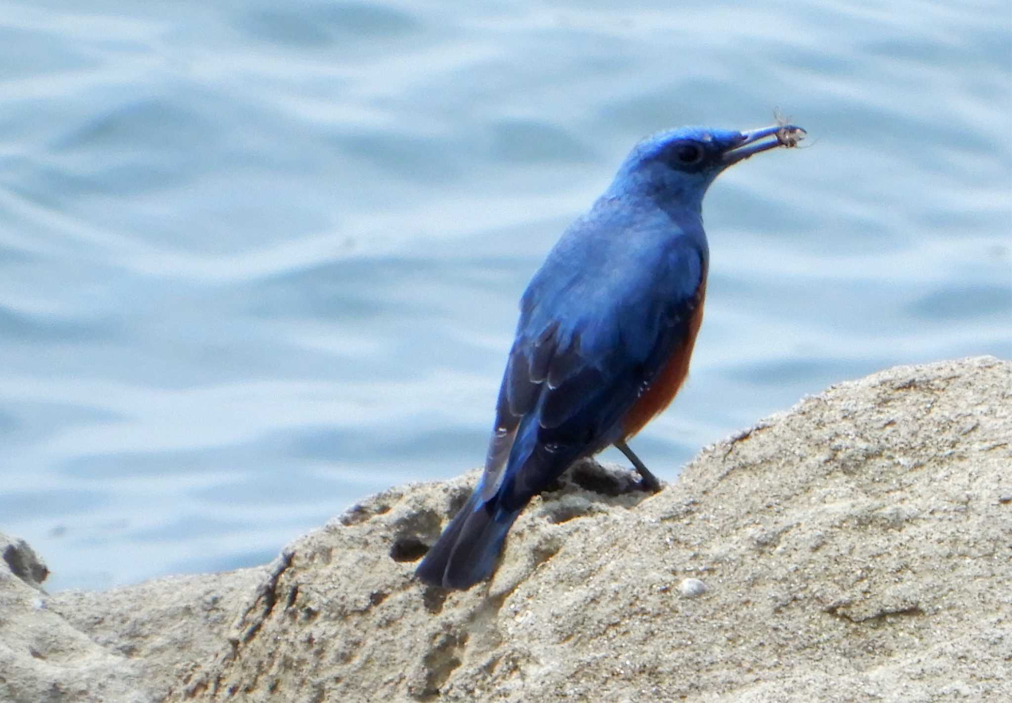 Blue Rock Thrush