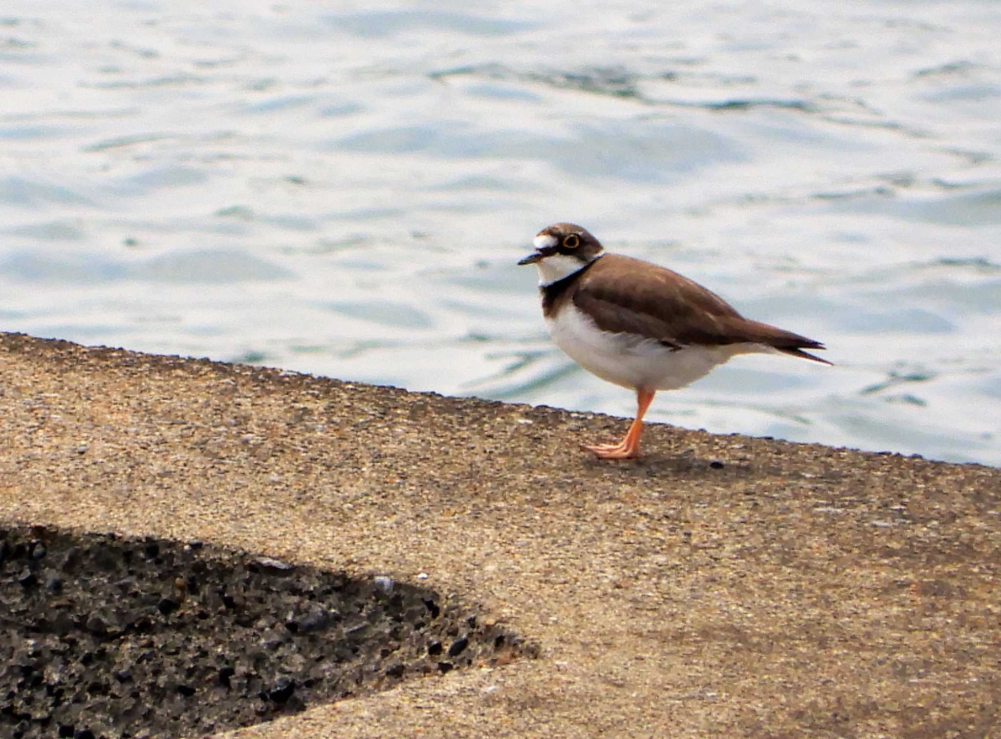 Little Ringed Plover