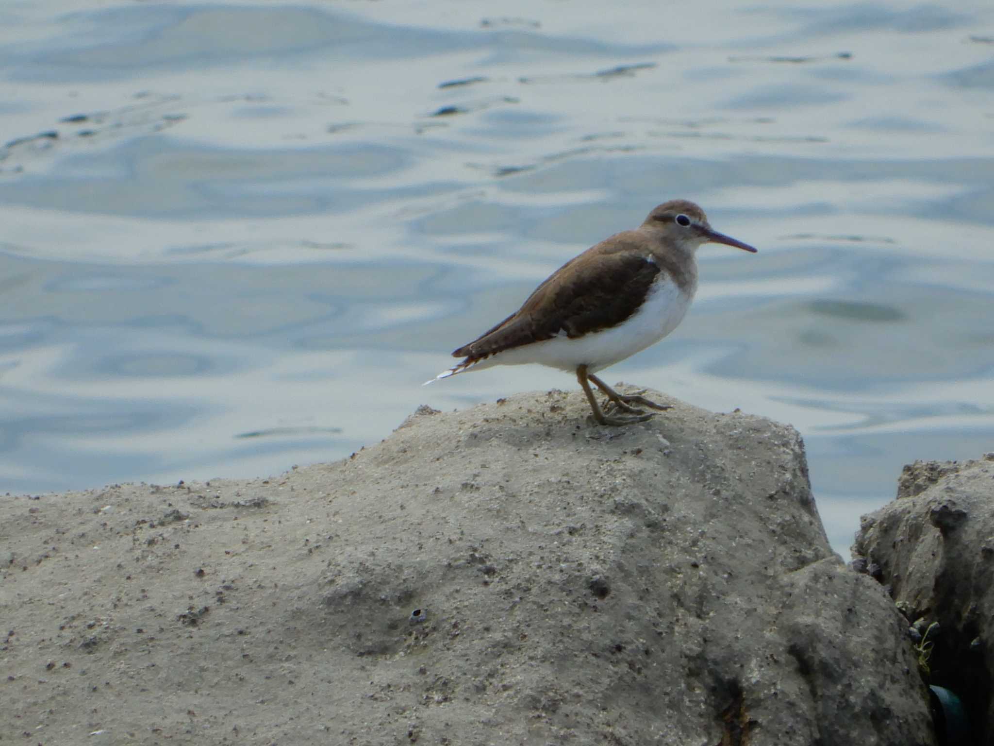 Common Sandpiper