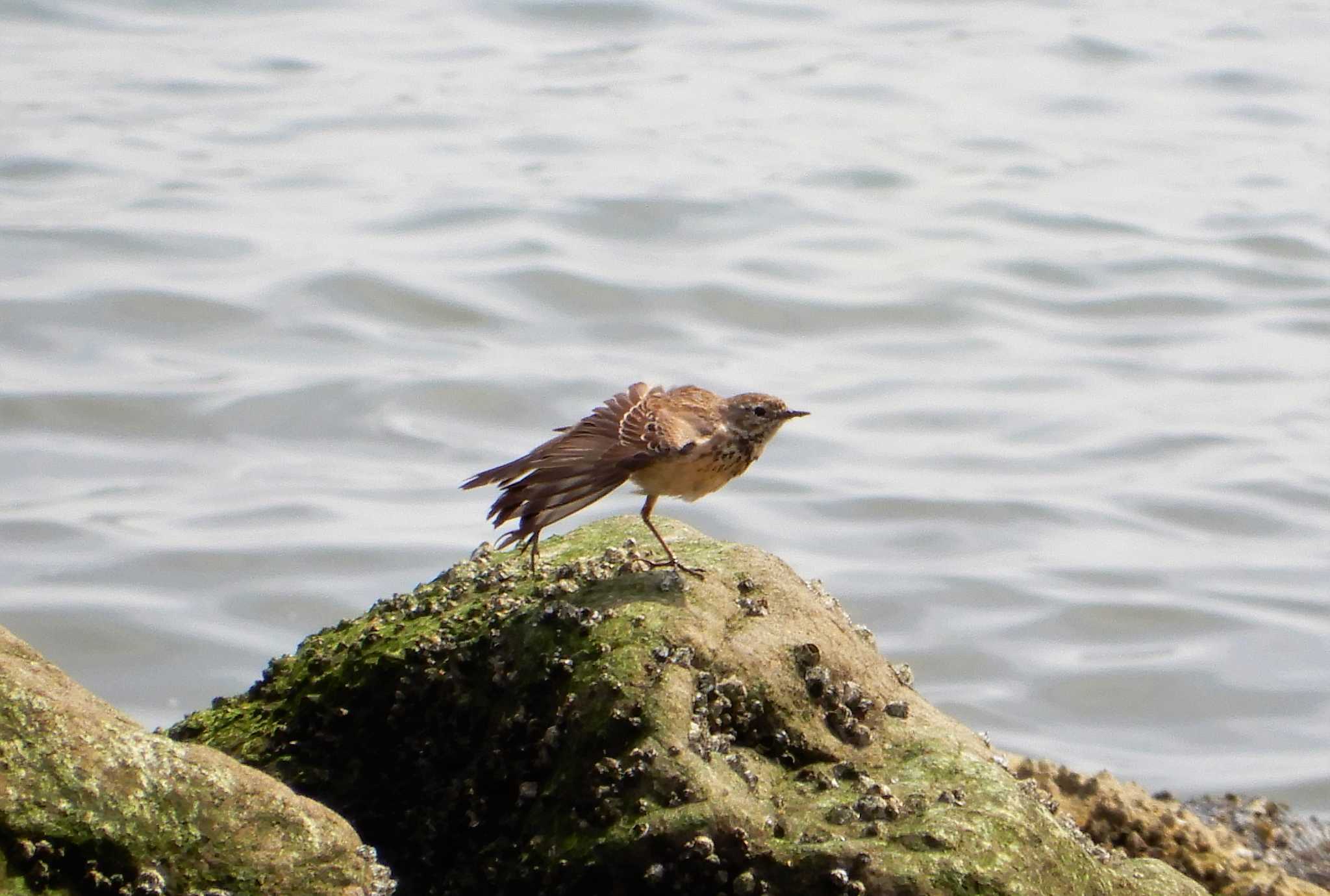 Water Pipit