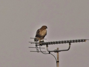 2022年2月26日(土) 河北潟の野鳥観察記録