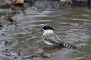 Marsh Tit Hakodateyama Sun, 11/5/2017