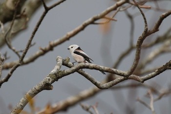 Long-tailed tit(japonicus) Hakodateyama Fri, 11/3/2017