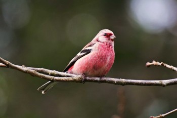 Siberian Long-tailed Rosefinch 新潟 Sat, 3/26/2022