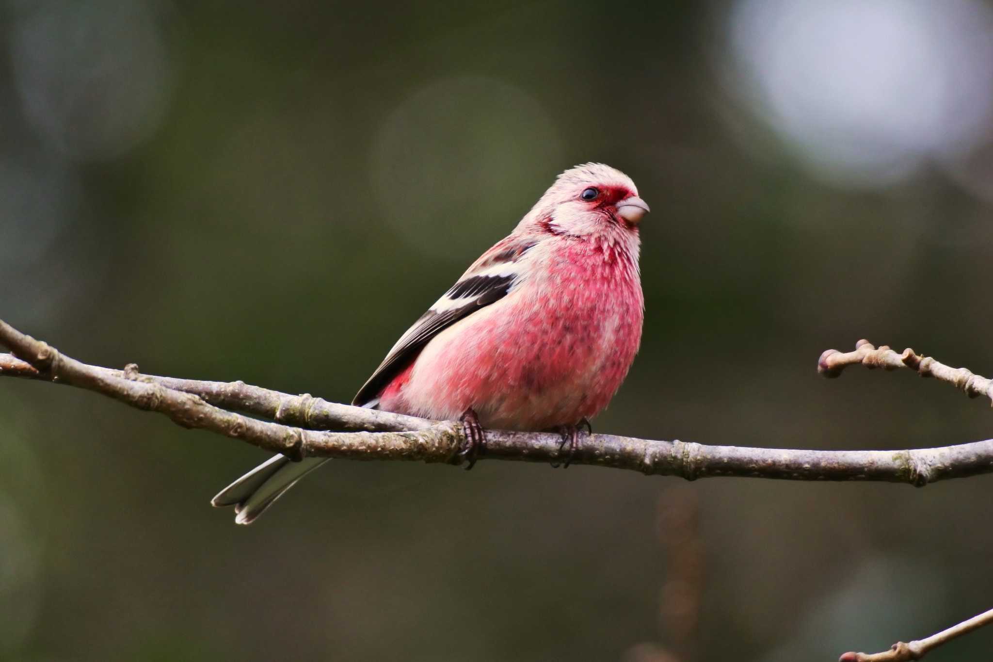 Photo of Siberian Long-tailed Rosefinch at 新潟 by ひたきや