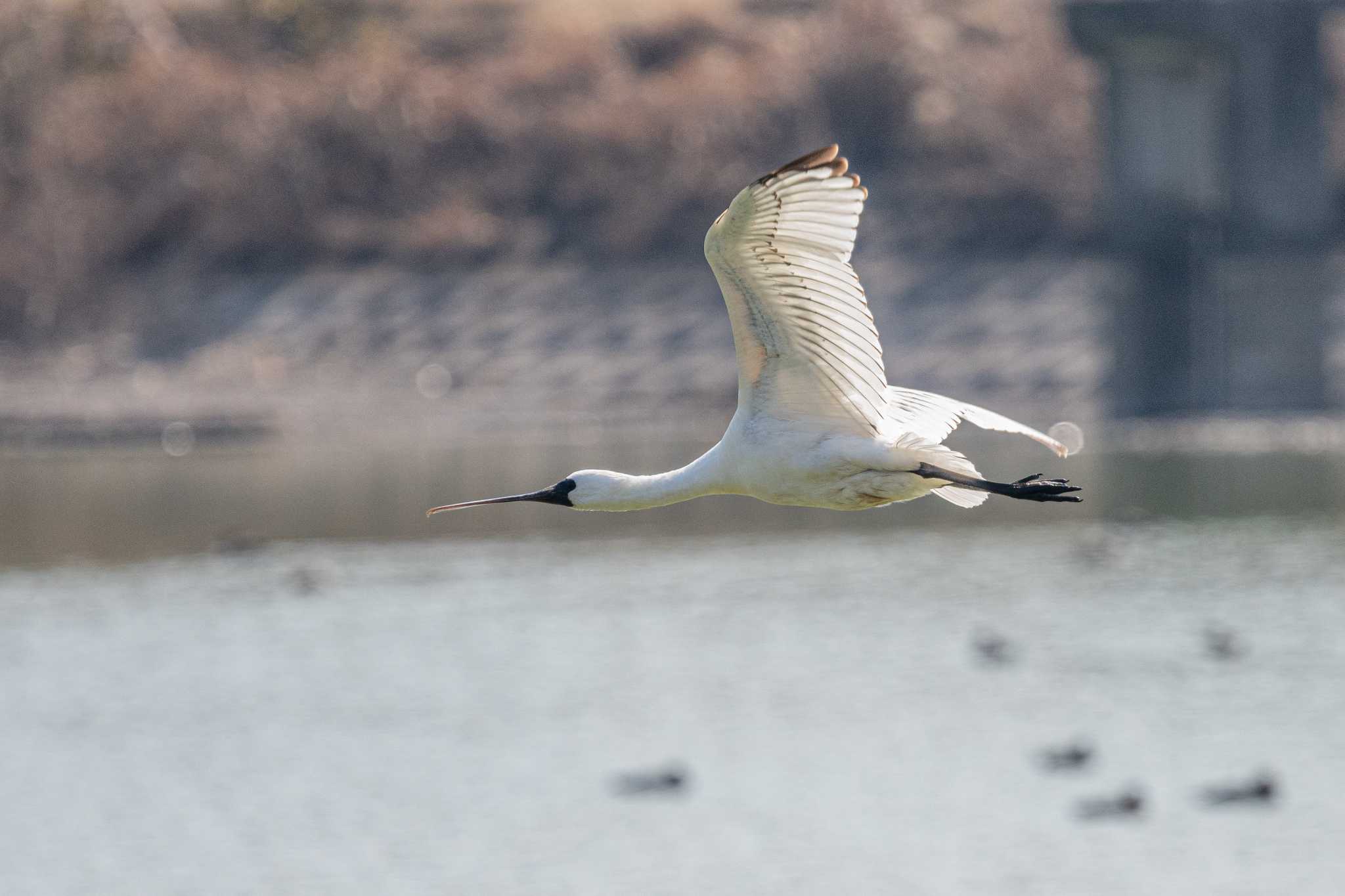 Photo of Black-faced Spoonbill at 皿池(明石市大久保町) by ときのたまお