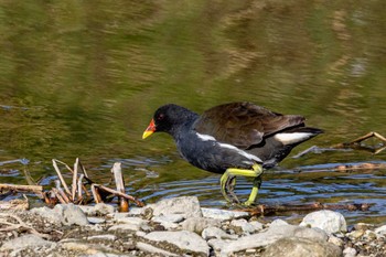 Common Moorhen 瑞梅寺川 Sun, 3/20/2022