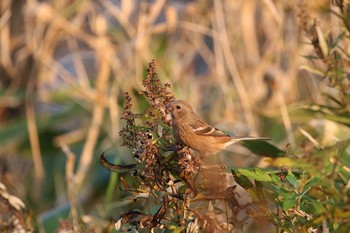 Siberian Long-tailed Rosefinch Hakodateyama Thu, 11/2/2017