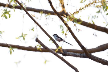 2022年3月30日(水) 麻機遊水地の野鳥観察記録