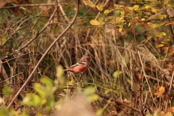 Siberian Long-tailed Rosefinch Hakodateyama Thu, 11/2/2017