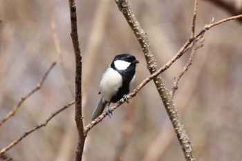 Japanese Tit 武田の杜 Thu, 3/31/2022