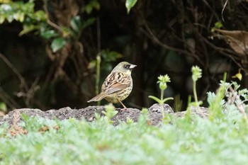 2022年4月1日(金) 松江城の野鳥観察記録