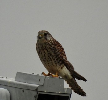 Thu, 3/31/2022 Birding report at 熊谷市