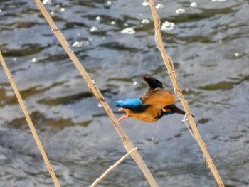 Common Kingfisher 自宅 Fri, 4/1/2022