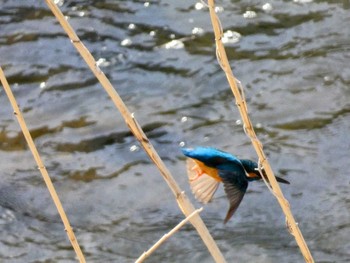 Common Kingfisher 自宅 Fri, 4/1/2022