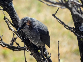 Brown-eared Bulbul 自宅 Fri, 4/1/2022