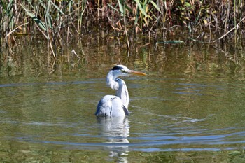 アオサギ 東京港野鳥公園 2021年10月28日(木)