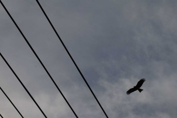 Black Kite 鎌倉市 Mon, 11/6/2017